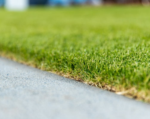 Sir Grange Zoysia Natural Turf m2