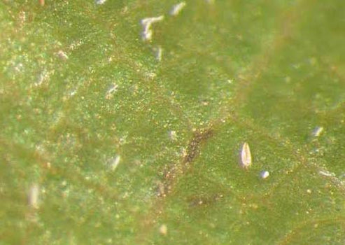 Insect Identification (including mites) – Turf Group Australia
