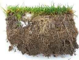 Turfgrass Rot Turfgrass Root Health Assessment – Turf Group Australia
